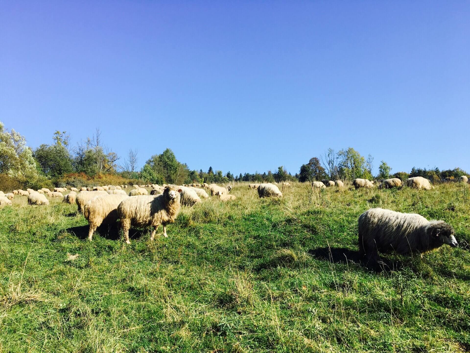 owce na hali