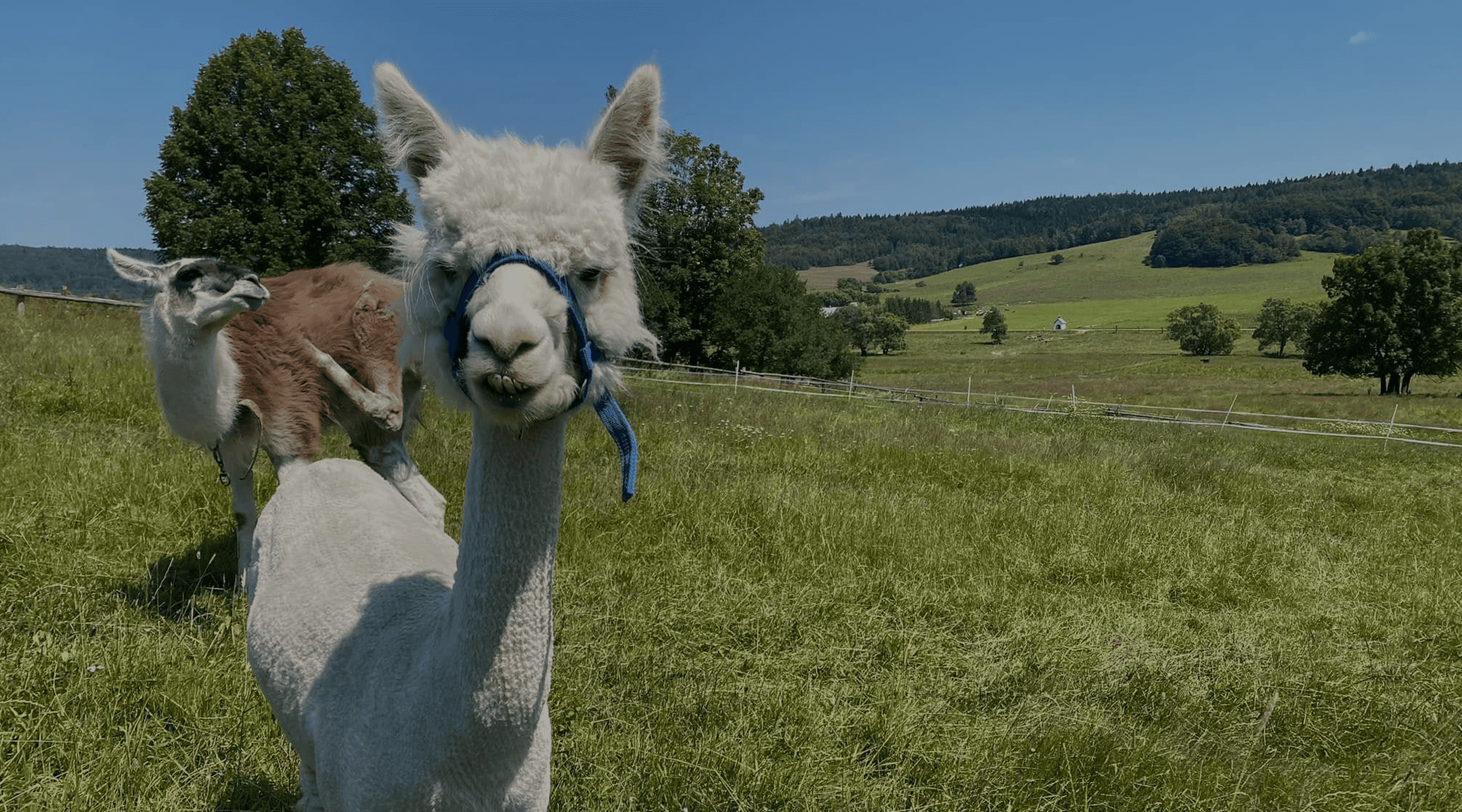 alpaki mini zoo zdynia beskid niski atrakcje dla rodzin z dziecmi w gorach