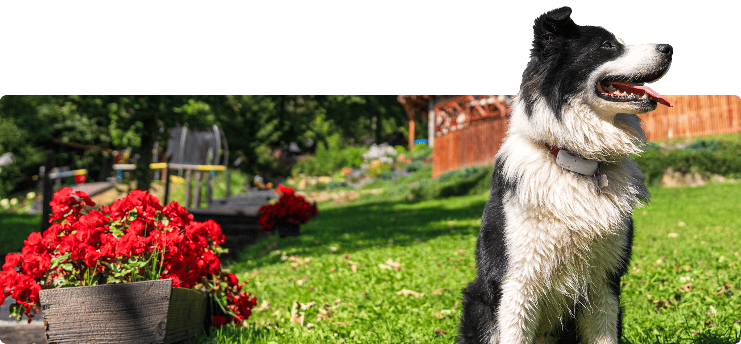 odpoczynek w gorach z psem tarninowe wzgorze