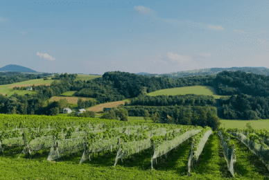 Degustacja wina w winnicy Chodorowa