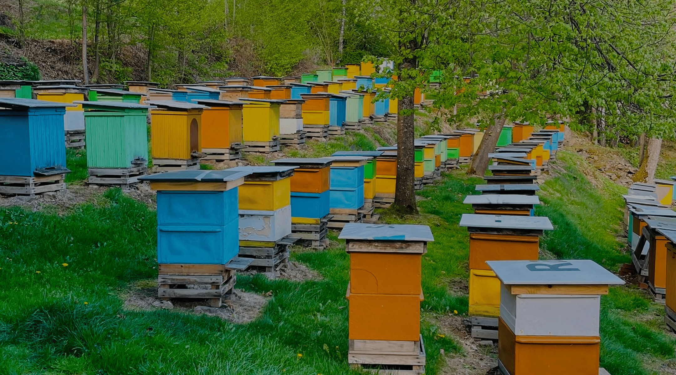 Pasieka Sądecki Bartnik - edukacyjna atrakcja w górach